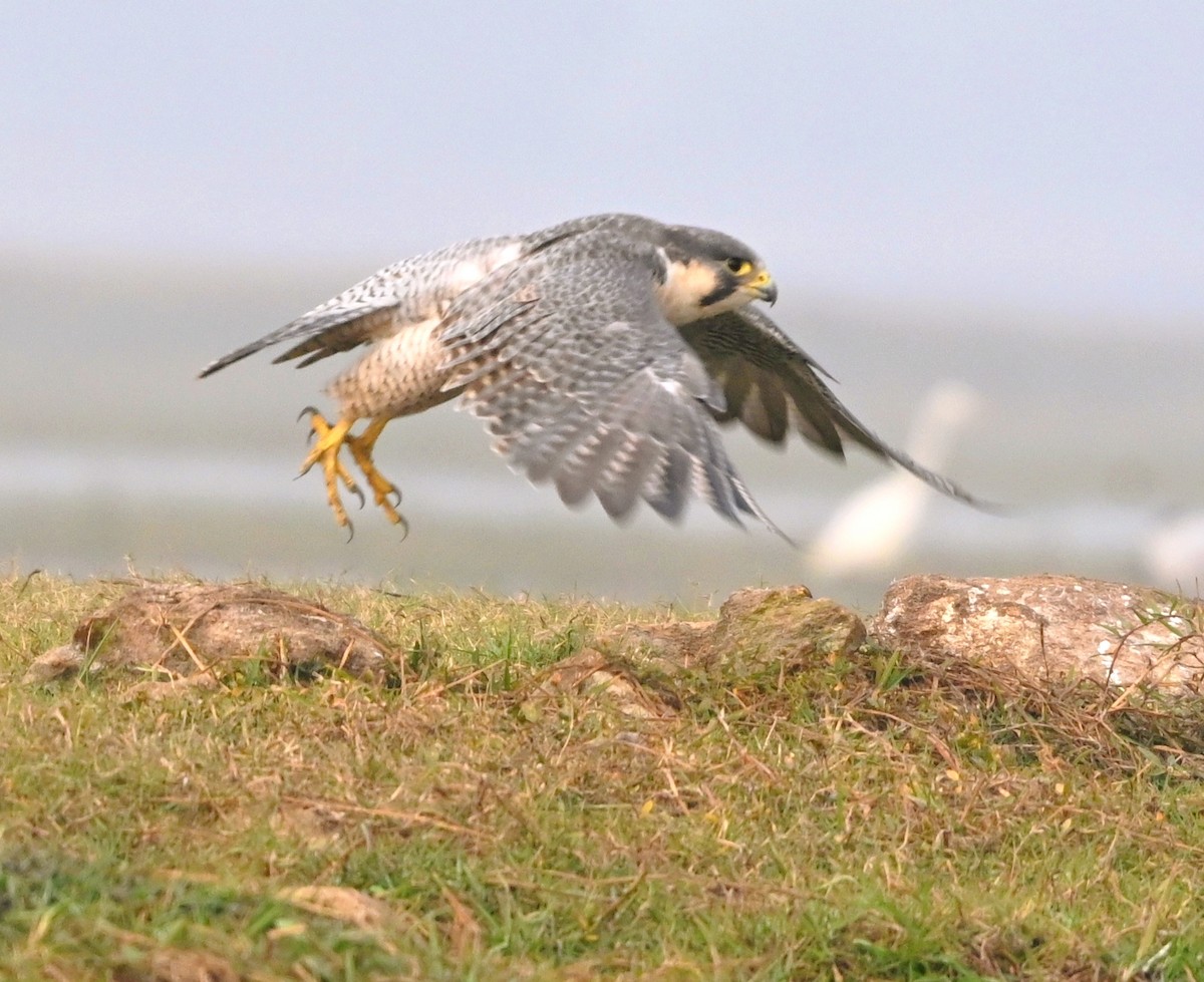 Эгэл шонхор - ML647428125