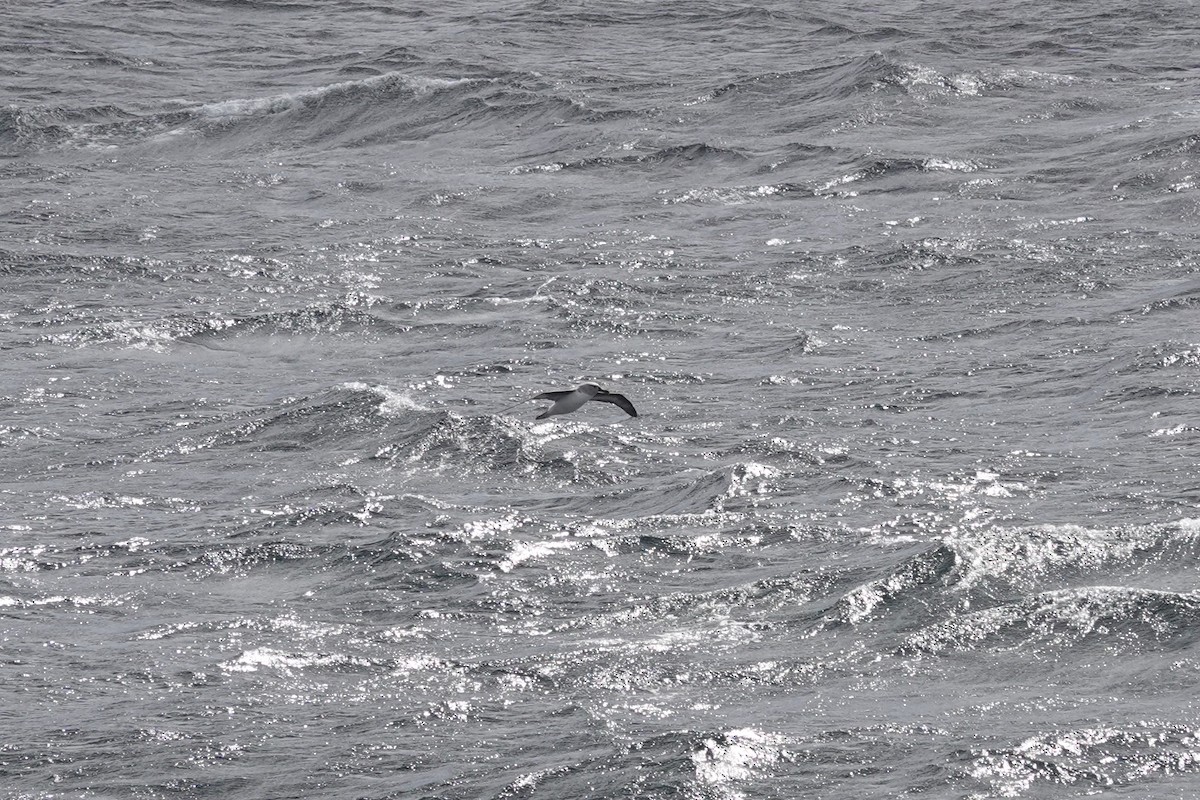 Boz Başlı Albatros - ML647428139