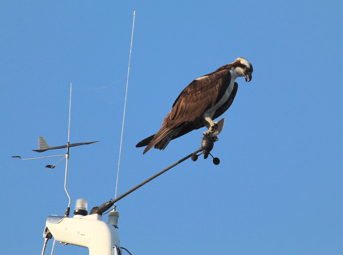 Osprey - ML647428140