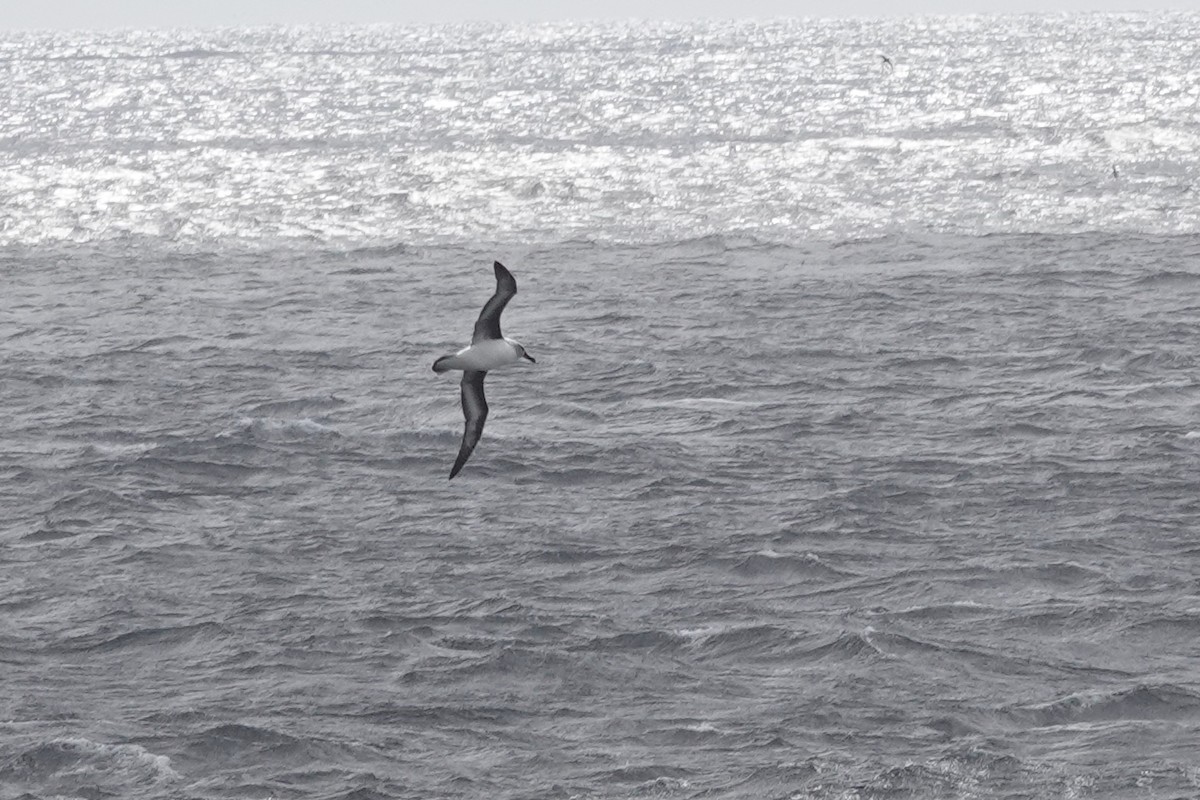 Boz Başlı Albatros - ML647428141