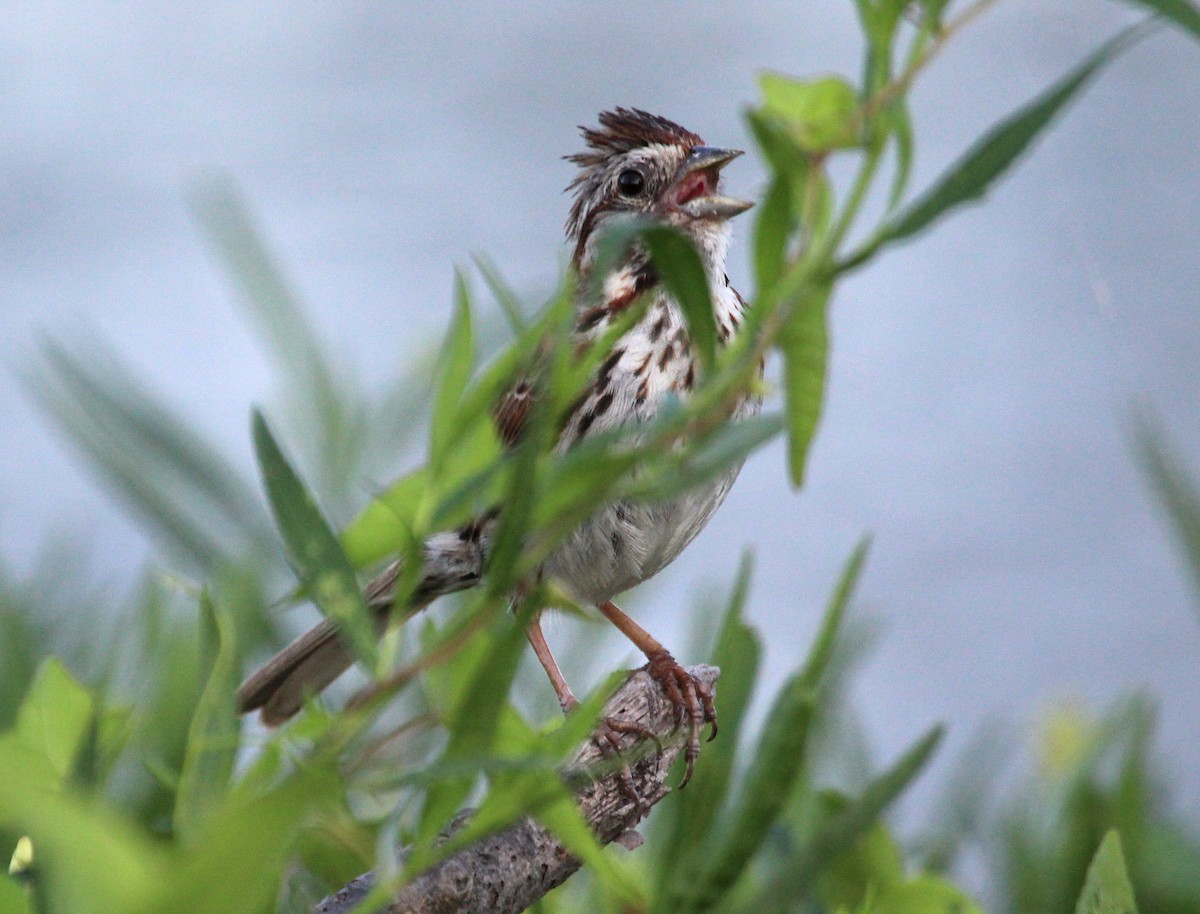 Song Sparrow - ML647428150