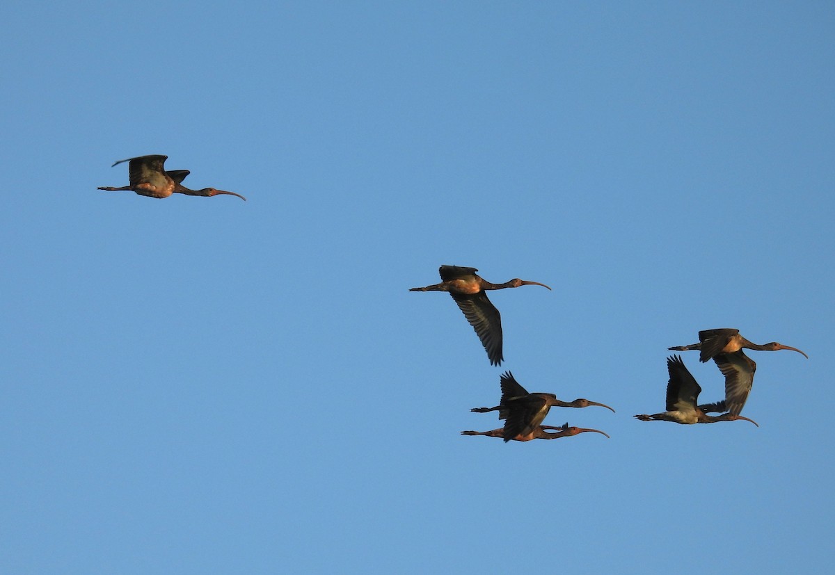 Scarlet Ibis - ML647428153