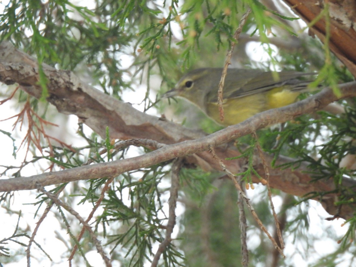 Orange-crowned Warbler - ML647428154