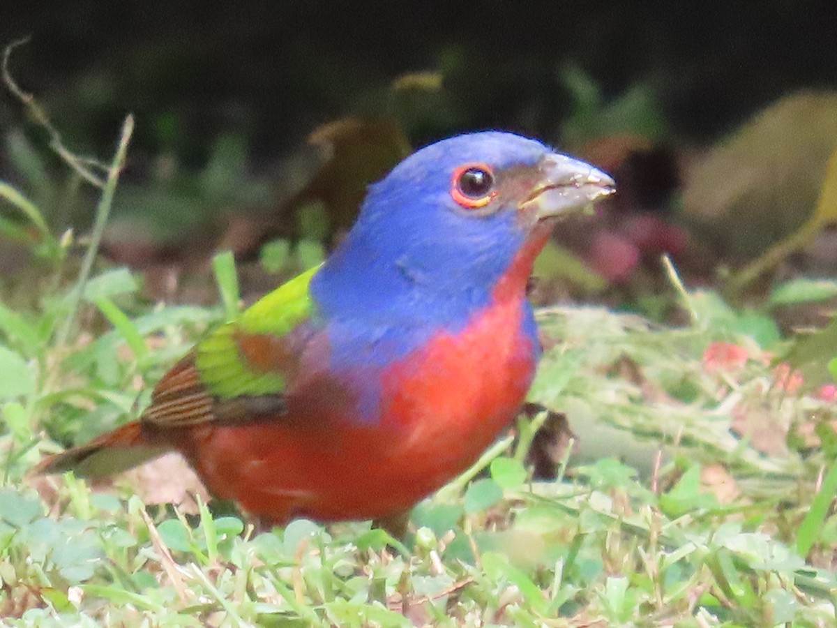 Painted Bunting - ML647428161