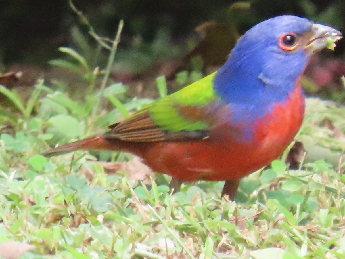 Painted Bunting - ML647428162