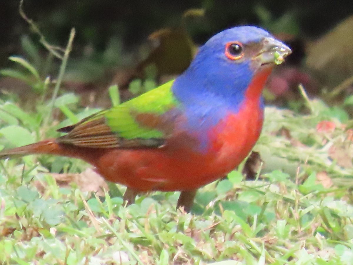 Painted Bunting - ML647428163