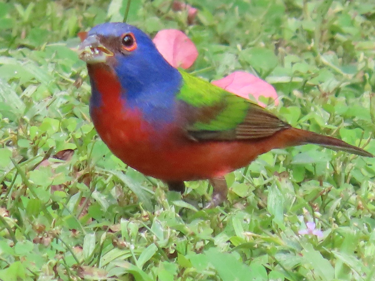 Painted Bunting - ML647428164