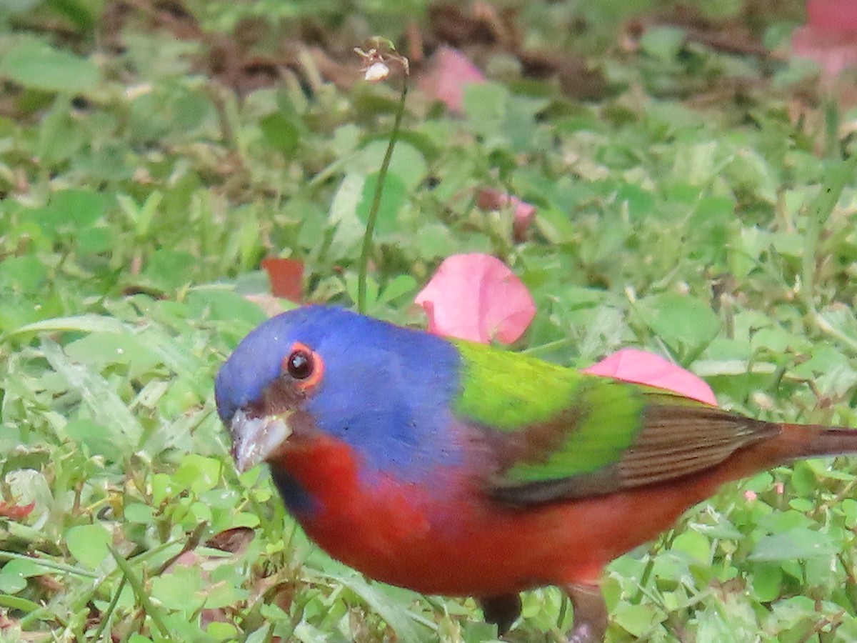 Painted Bunting - ML647428165