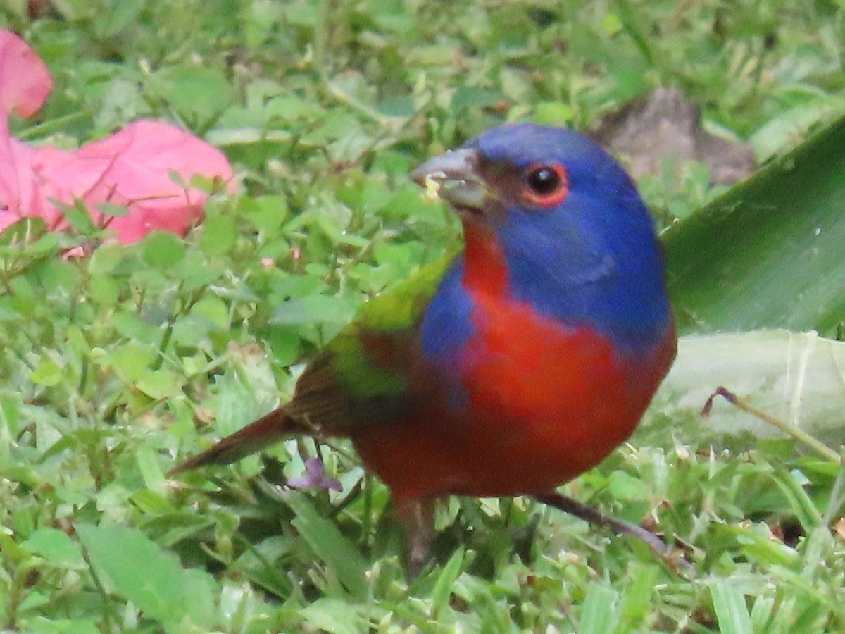 Painted Bunting - ML647428166