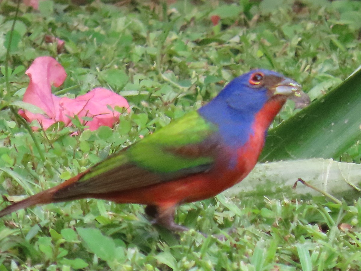 Painted Bunting - ML647428167