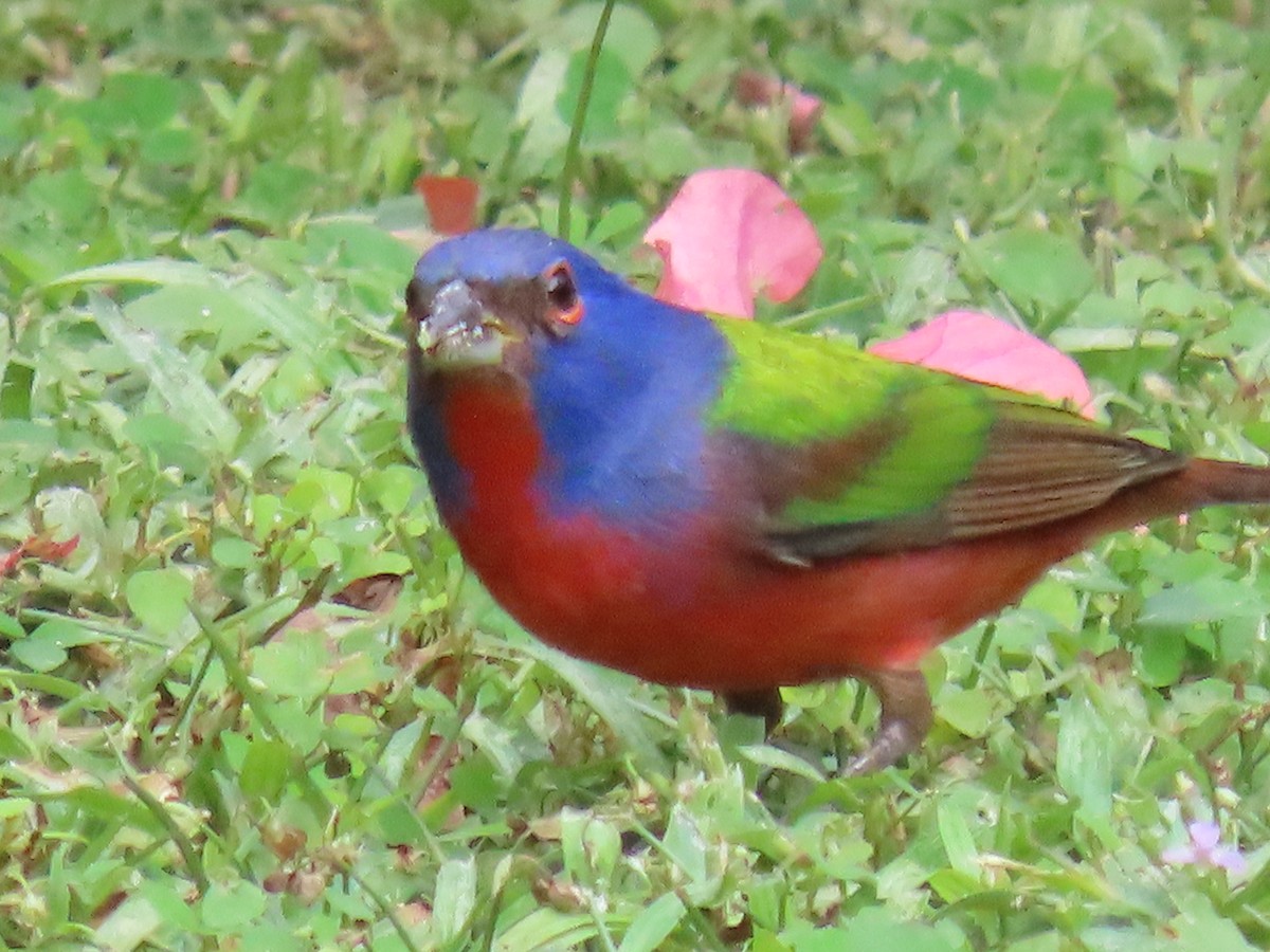 Painted Bunting - ML647428168