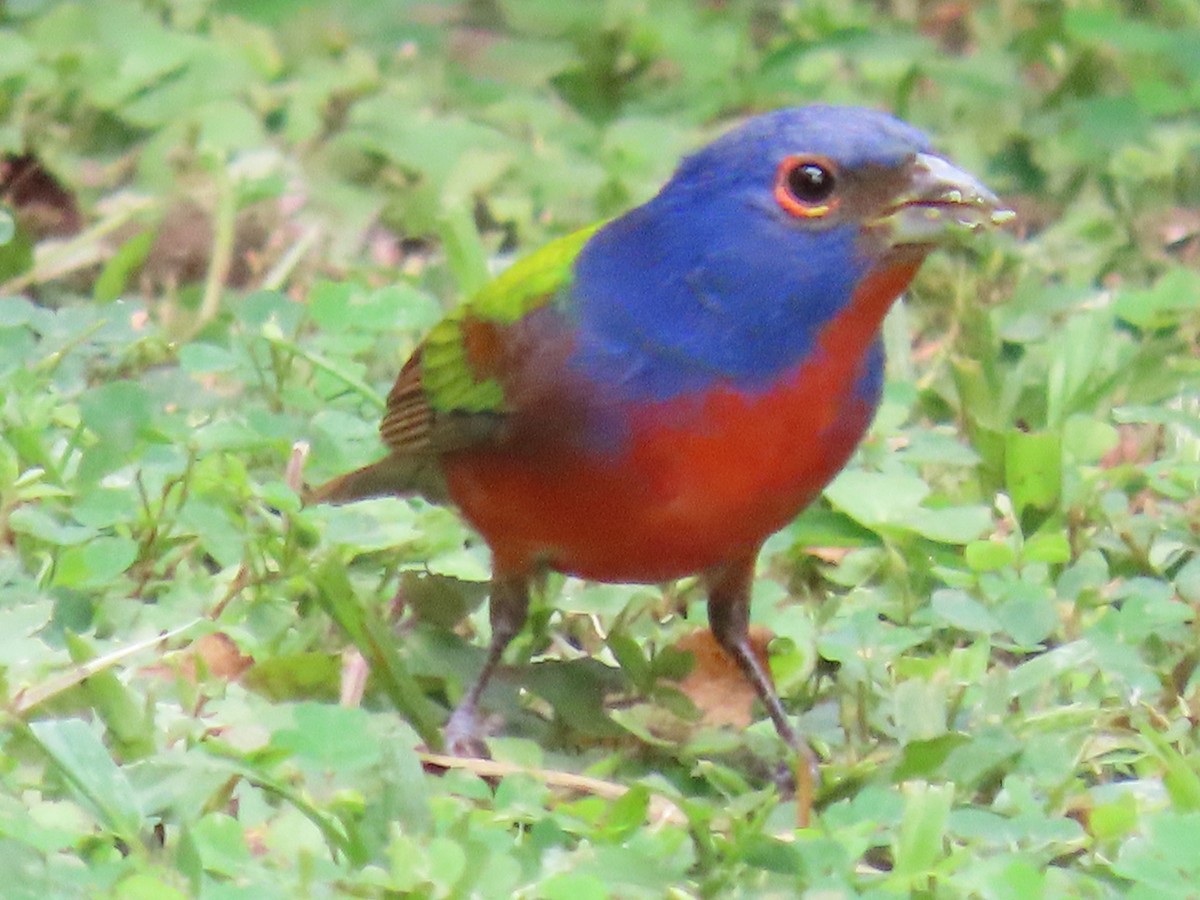 Painted Bunting - ML647428169