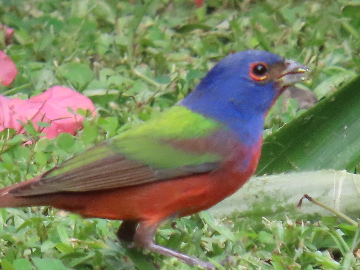 Painted Bunting - ML647428170