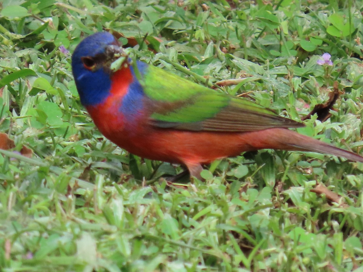 Painted Bunting - ML647428171