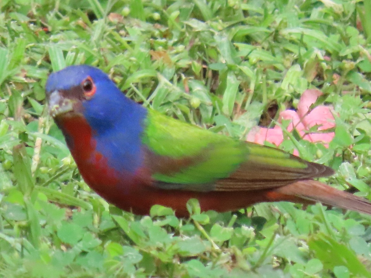 Painted Bunting - ML647428172
