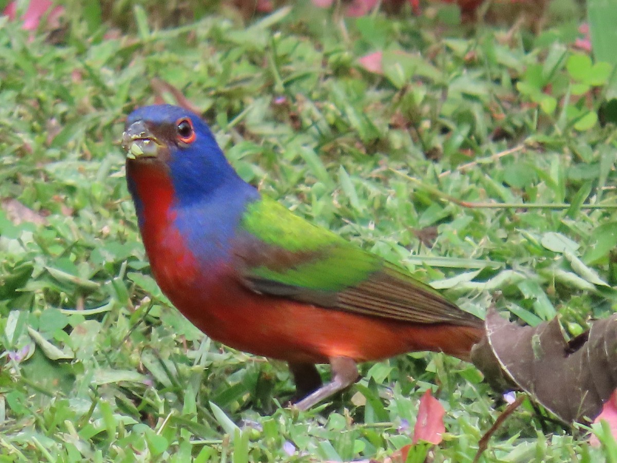 Painted Bunting - ML647428173