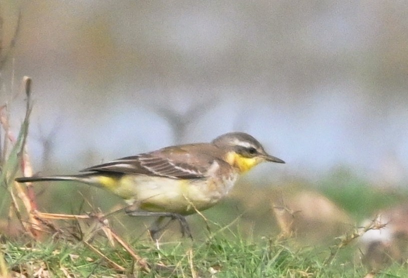 Western Yellow Wagtail - ML647428181