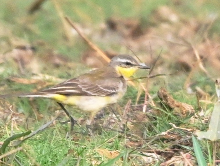 Western Yellow Wagtail - ML647428182