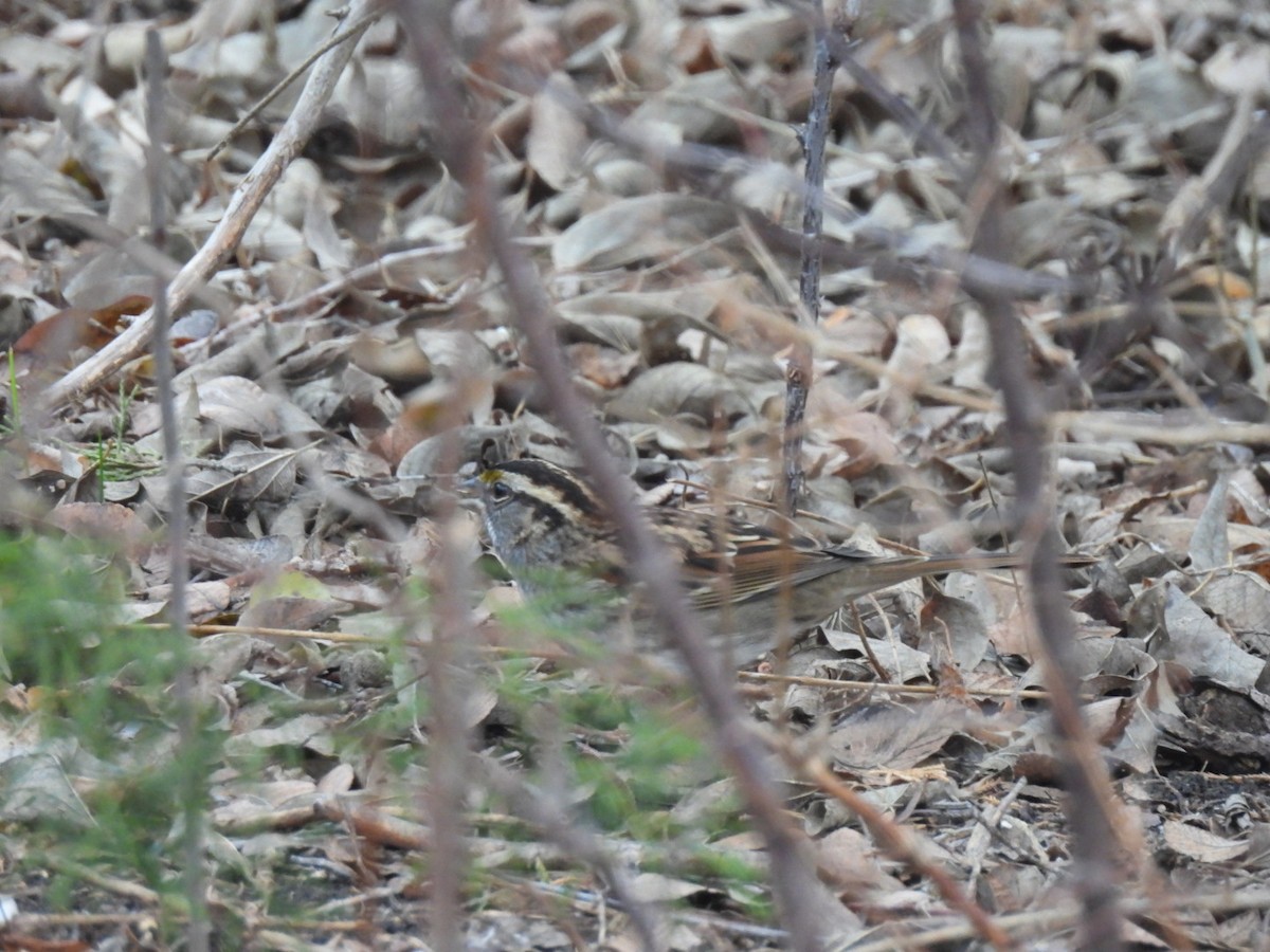 White-throated Sparrow - ML647428183