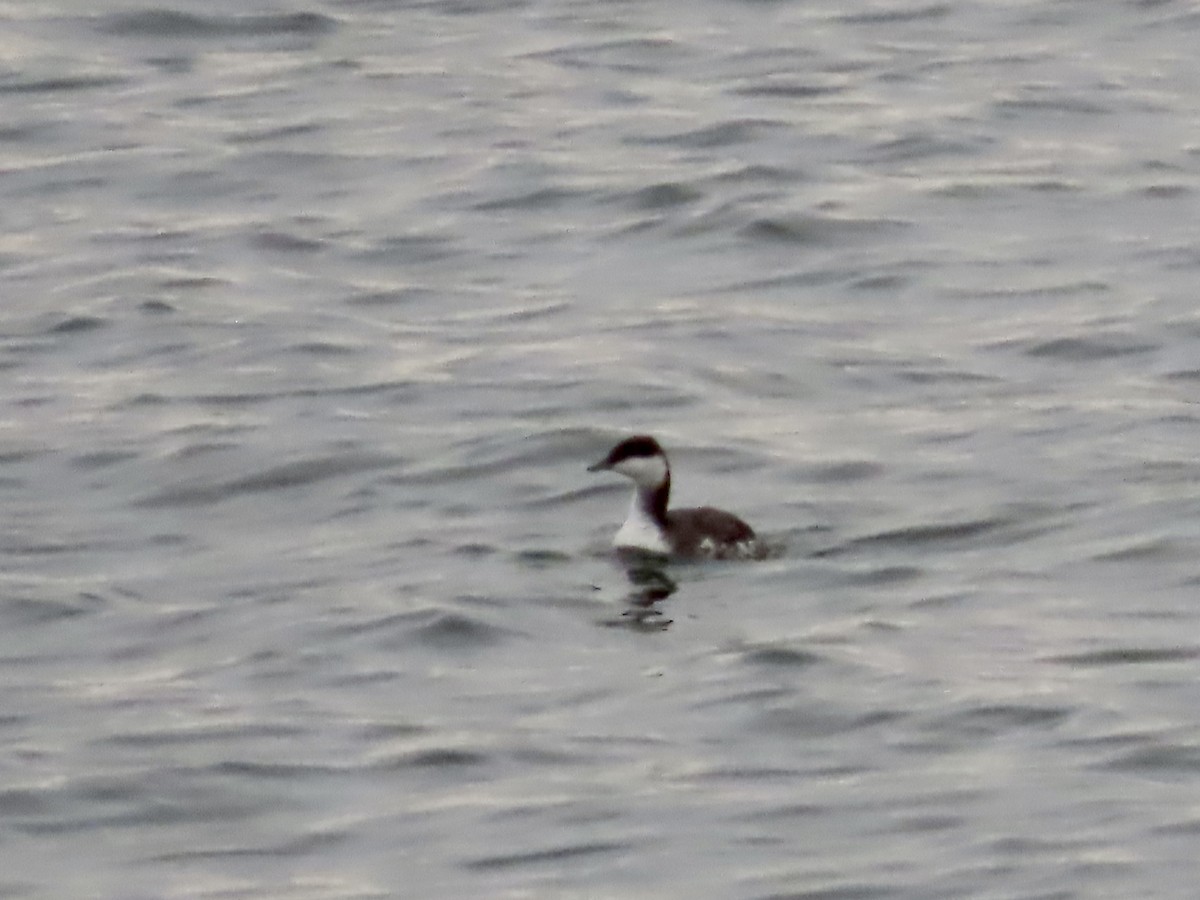 Horned Grebe - ML647428184