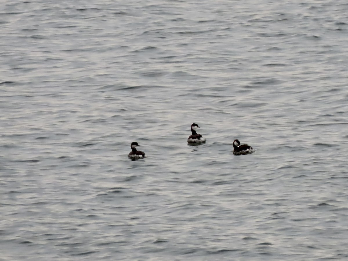 Horned Grebe - ML647428185