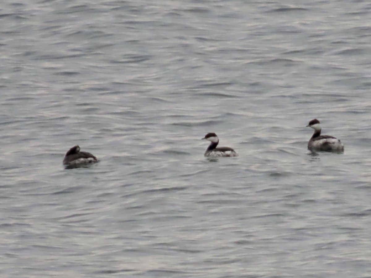Horned Grebe - ML647428186