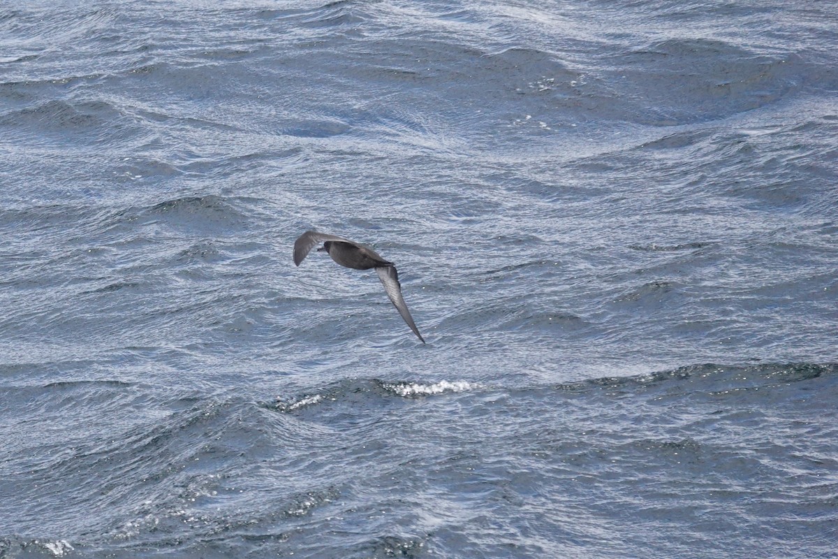 Sooty Shearwater - ML647428187