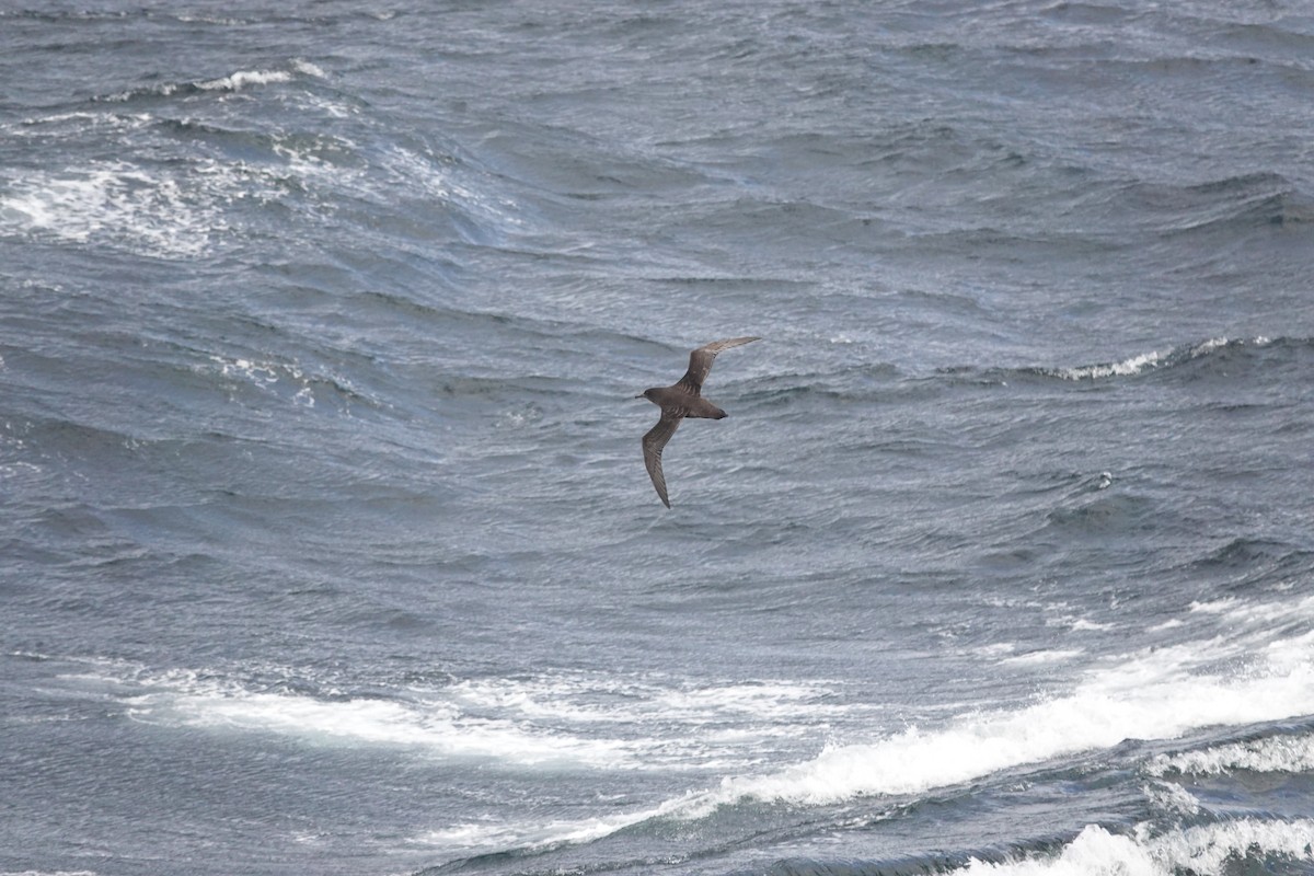 Sooty Shearwater - ML647428188