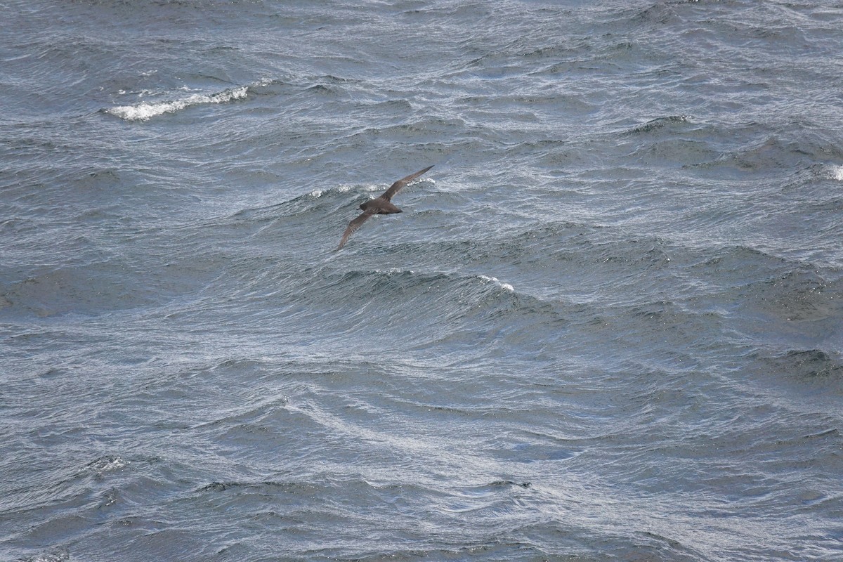 Sooty Shearwater - ML647428189