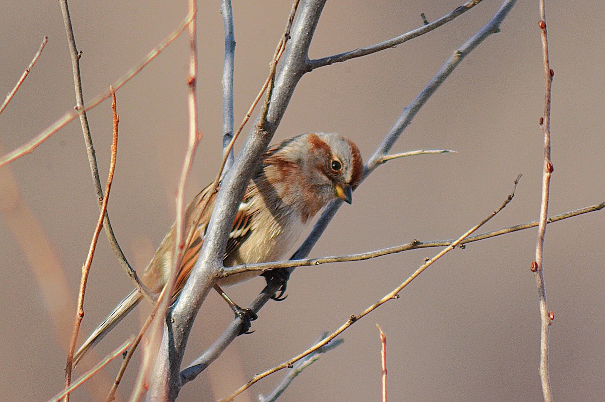 American Tree Sparrow - ML647428190