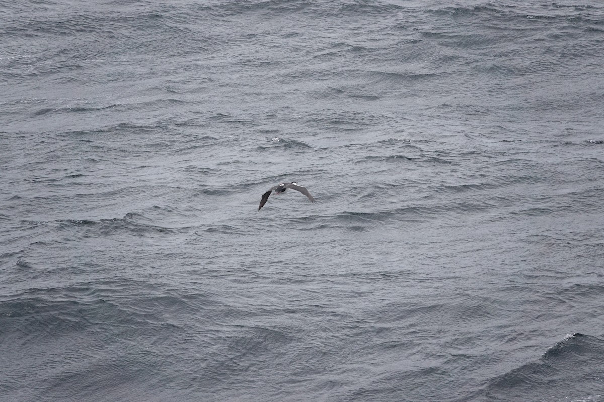 Imperial Cormorant (King) - ML647428191