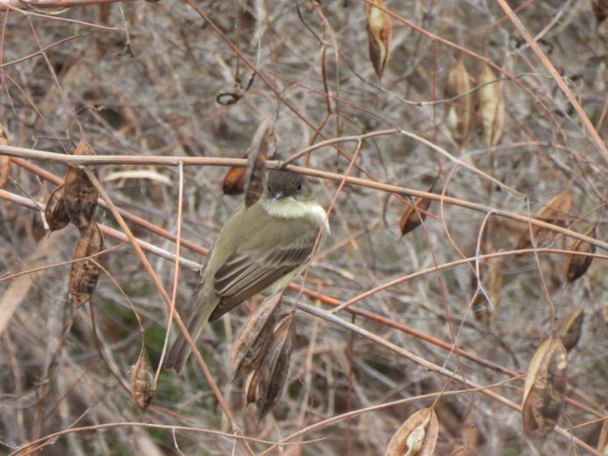 Eastern Phoebe - ML647428193