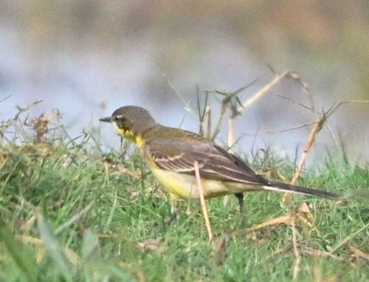 Citrine Wagtail - ML647428195