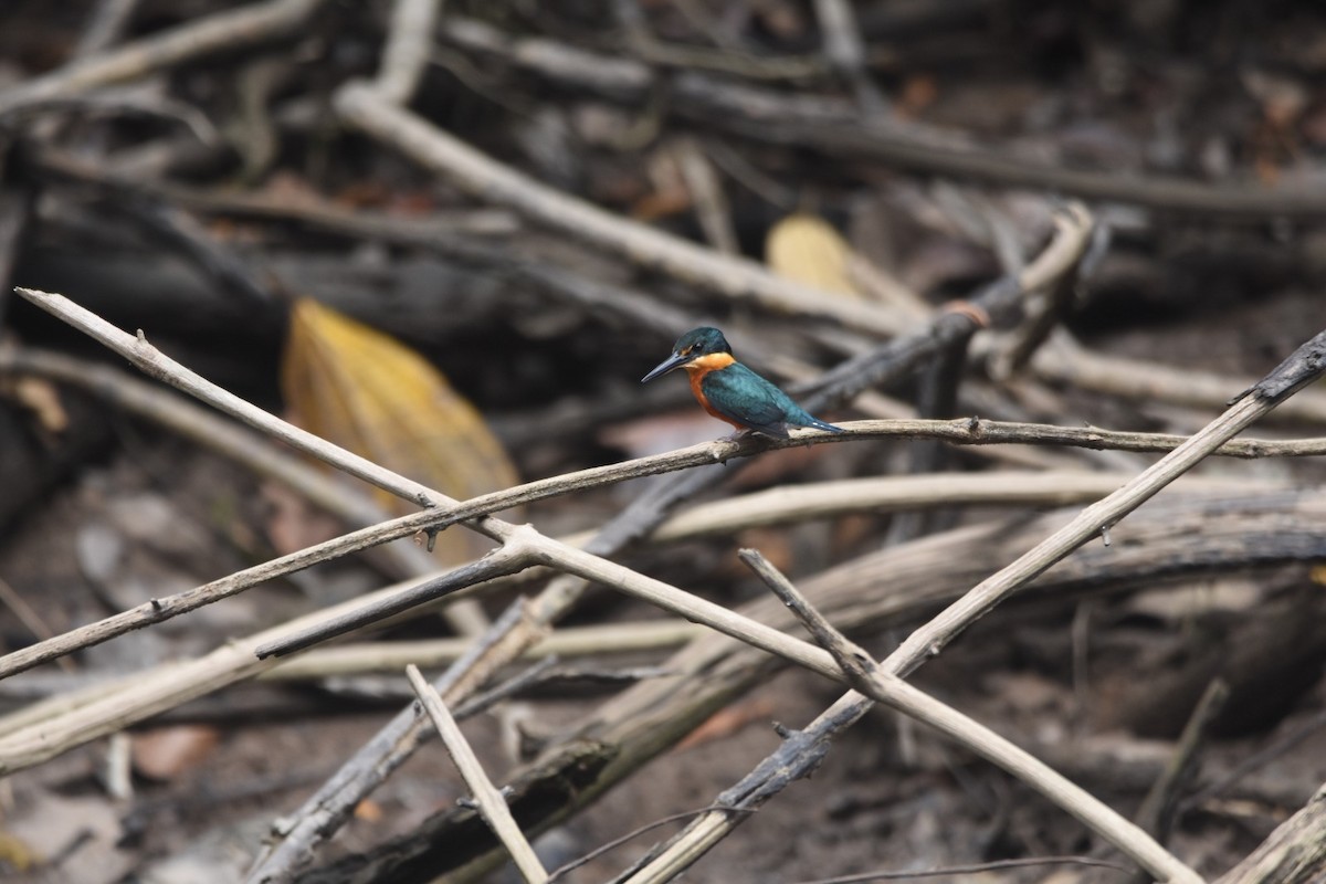 American Pygmy Kingfisher - ML647428199
