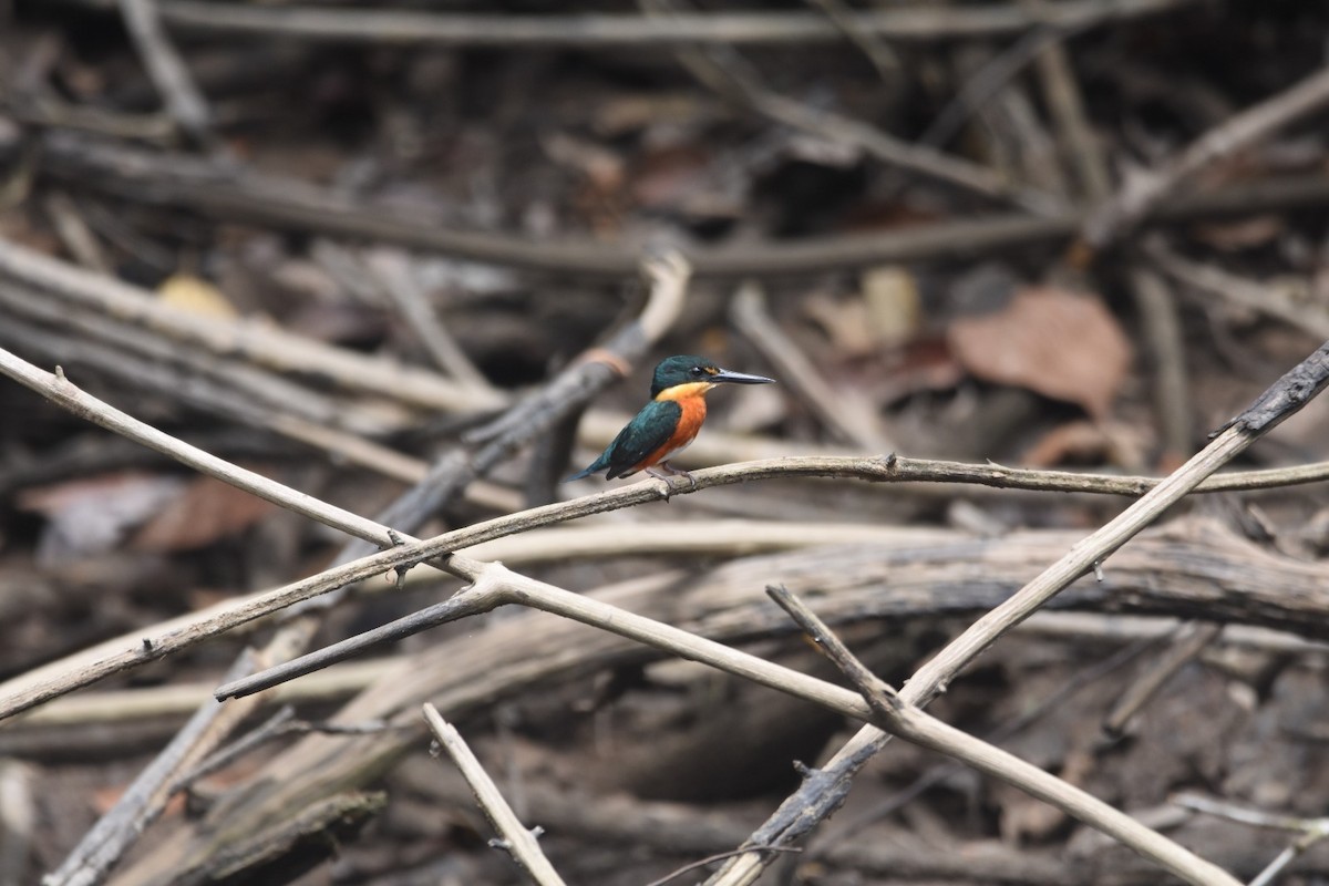 American Pygmy Kingfisher - ML647428200