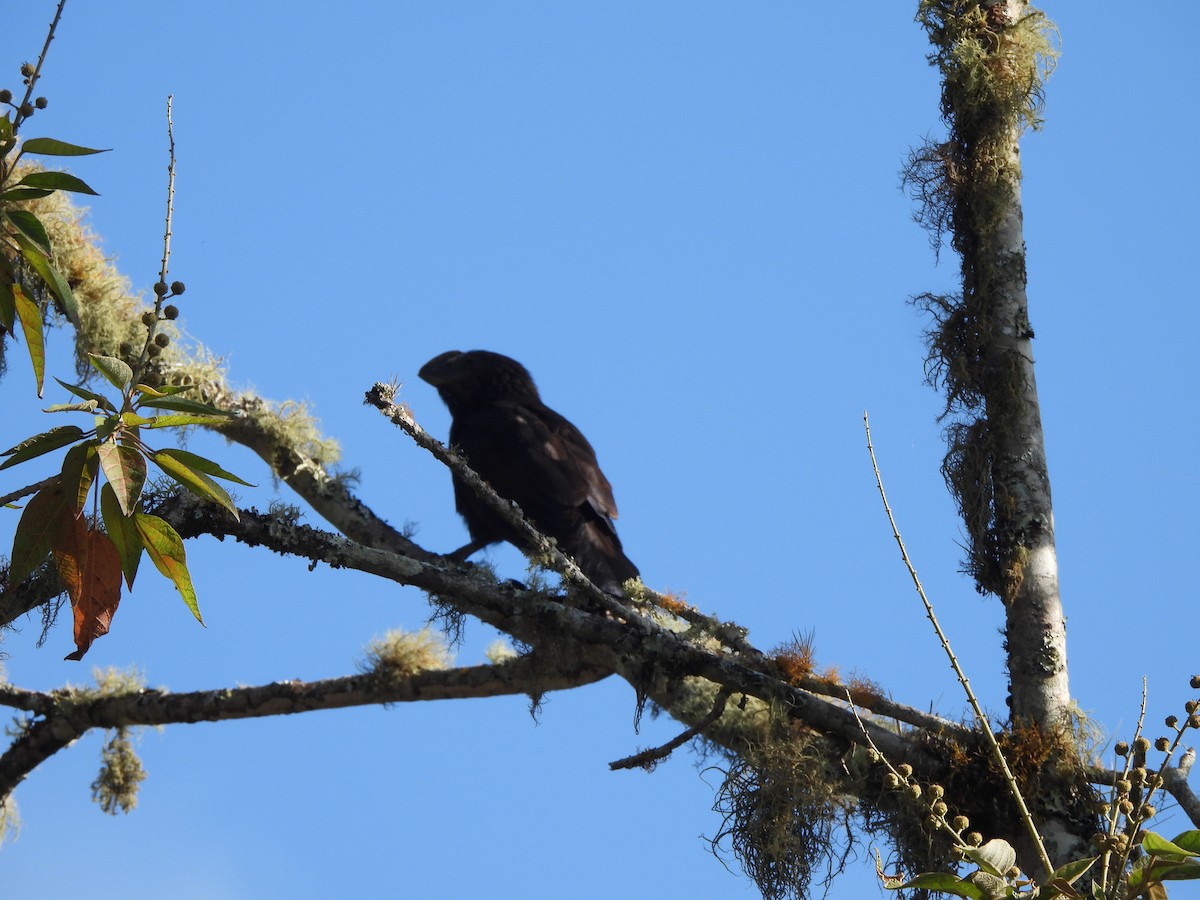 glattnebbani - ML647428220