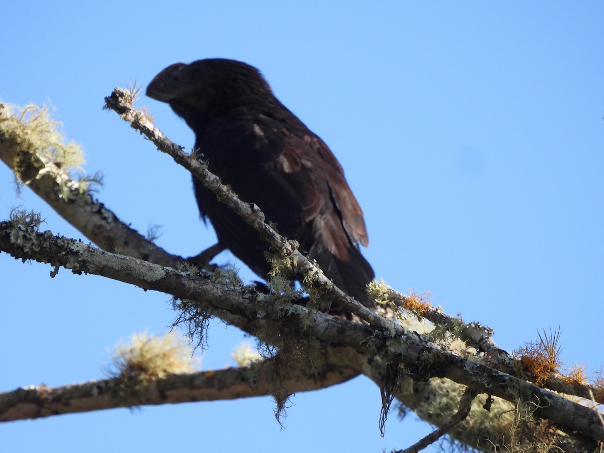 glattnebbani - ML647428228