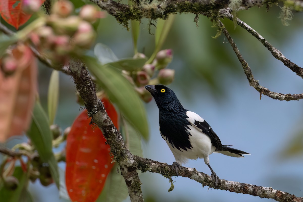 Tangara pillurion - ML647428247