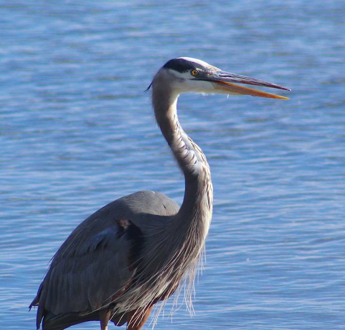 Great Blue Heron - ML647428264