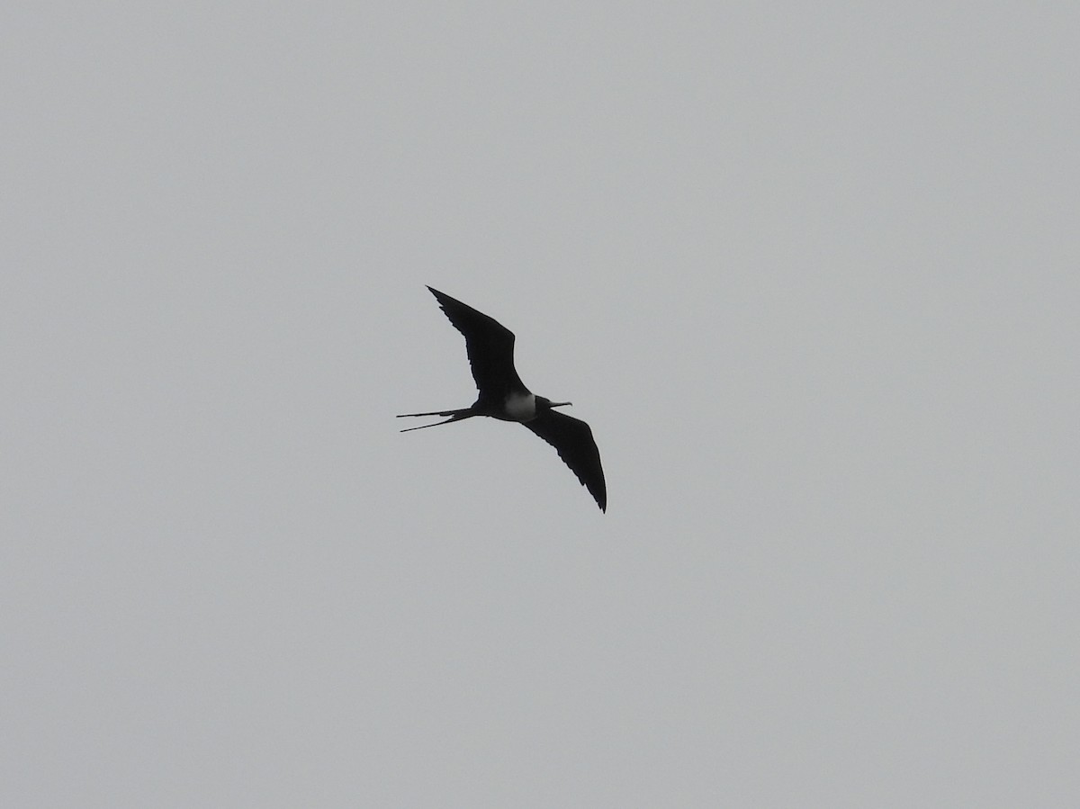 Magnificent Frigatebird - ML647428268