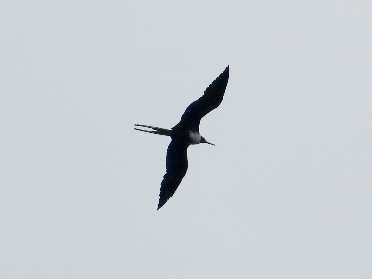 Magnificent Frigatebird - ML647428269