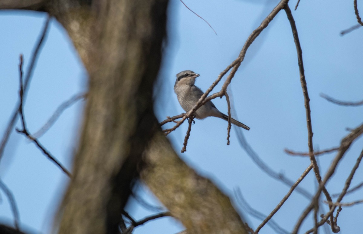 ťuhýk severní - ML647428291