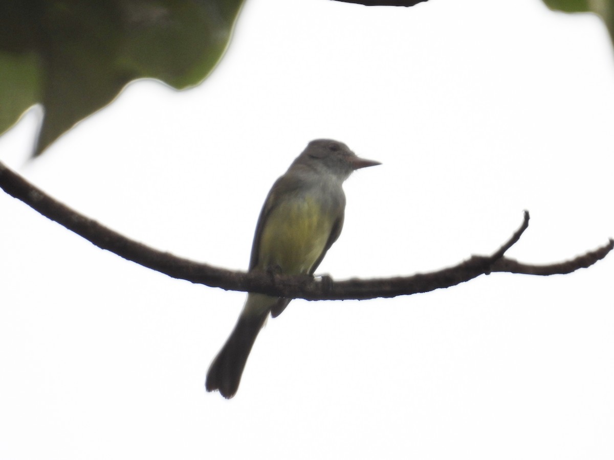 Panama Flycatcher - ML647428303