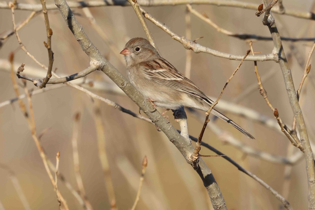 Field Sparrow - ML647428317