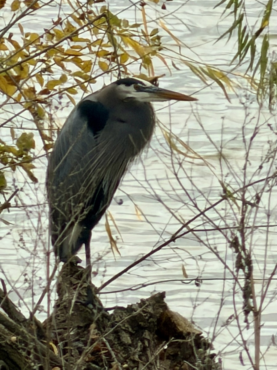 Great Blue Heron - ML647428318
