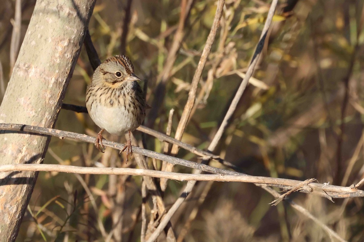 Lincoln's Sparrow - ML647428329