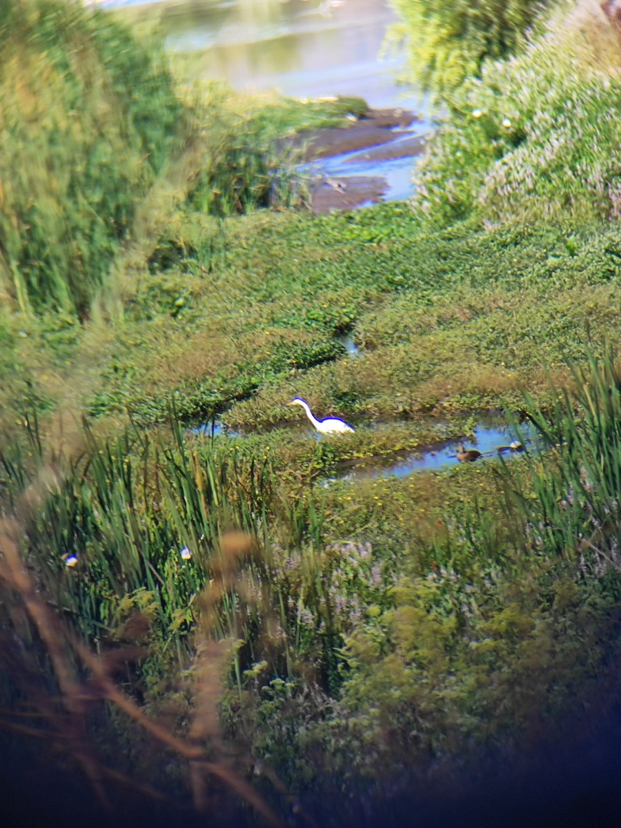 大白鷺 - ML647428344