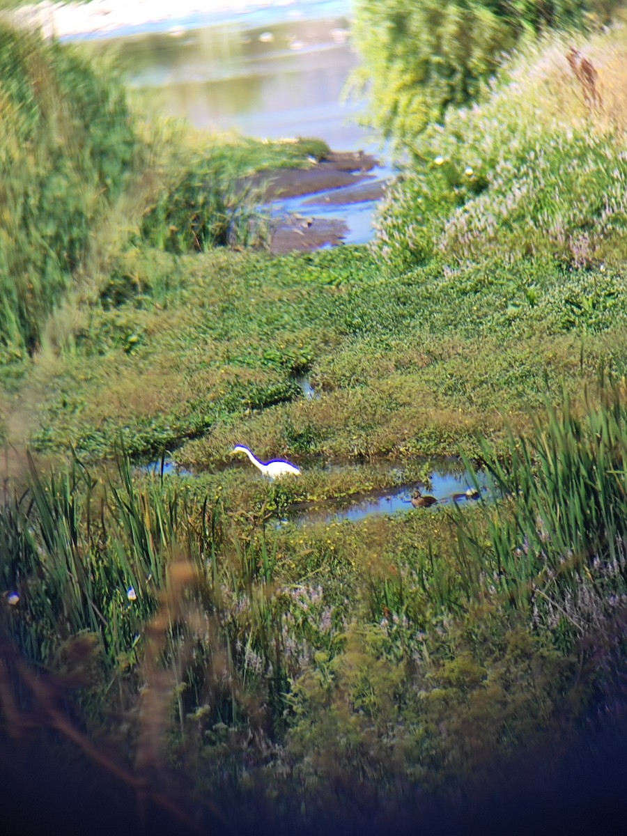 volavka bílá - ML647428348