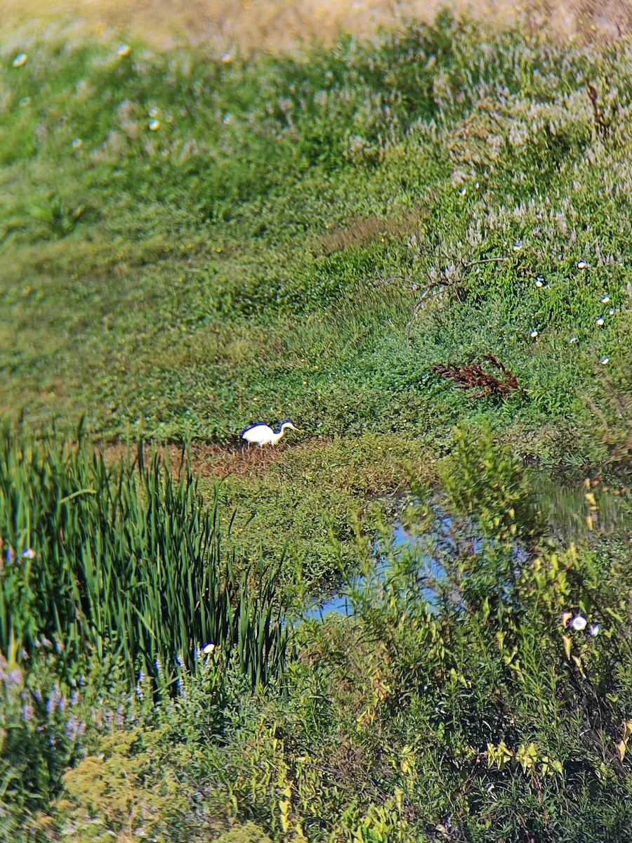 volavka bílá - ML647428349