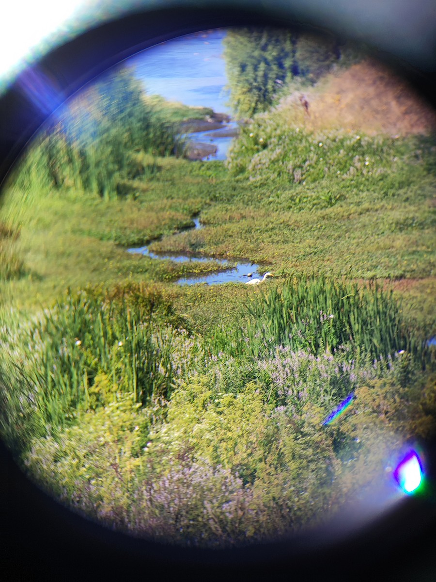 volavka bílá - ML647428350